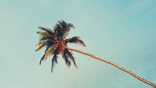 Low angle view of palm tree against clear sky