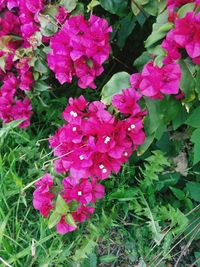 High angle view of pink flowering plant