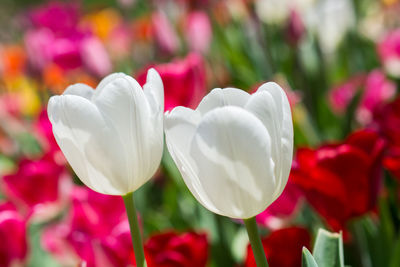 Close-up of white tulips on field