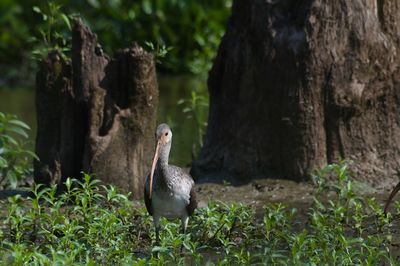 Close-up of ibis bird 