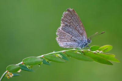 Close-up of butterfly on leaf