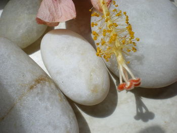 Close-up of flowers