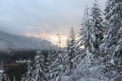 Snow covered trees against sky