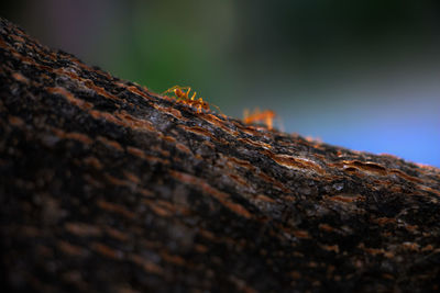 Close-up of wood on tree trunk