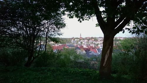Trees and houses on field against sky