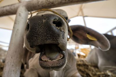 Close-up of a horse