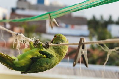 Close-up of parrot perching on clothesline