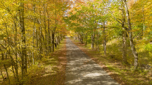 Footpath amidst trees in forest during autumn