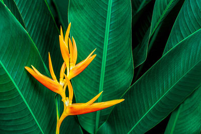 Close-up of yellow flowering plant