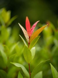 Close-up of red leaf on plant