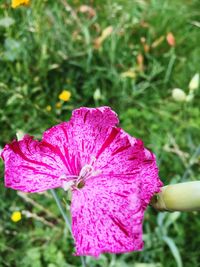 Close-up of pink flower