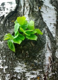 Close-up of lichen growing on tree trunk