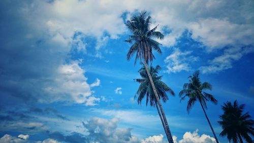 Low angle view of palm trees against cloudy sky