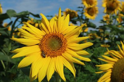 Close-up of sunflower