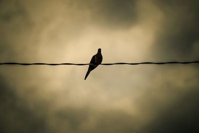 Low angle view of bird perching on wire against cloudy sky