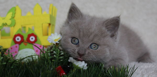 Close-up of cat by flowers