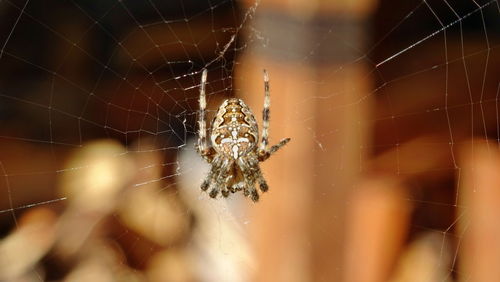 Close-up of spider on web