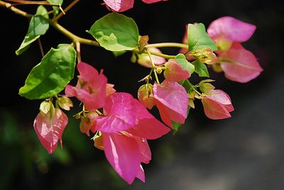 Close-up of pink flowers blooming outdoors