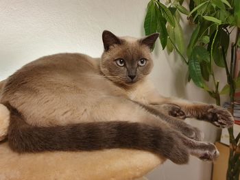 Close-up portrait of a cat