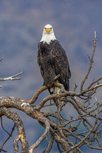 Portrait of eagle perching on branch