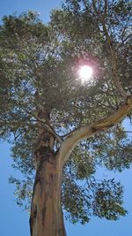 Low angle view of sunlight streaming through tree