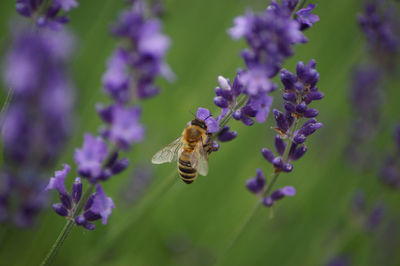 Bee pollinating on purple flower