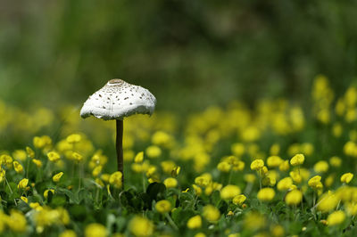 Close-up of mushroom growing on field