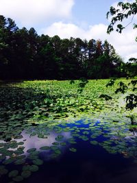 Reflection of trees in lake