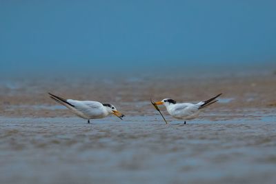 Seagulls on beach