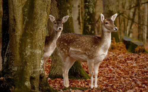 Deer standing in a forest