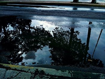 Reflection of trees in puddle