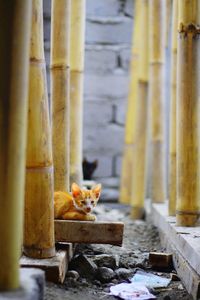 Cat in zoo