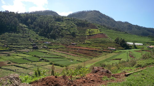 Scenic view of agricultural field against sky