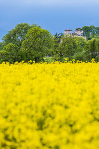 Scenic view of oilseed rape field against sky