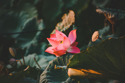 Close-up of pink lotus water lily