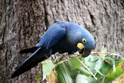 Close-up of parrot perching on tree