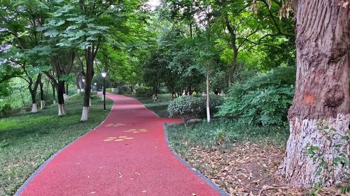 Empty road along trees in park