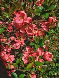 Close-up of pink flowering plants