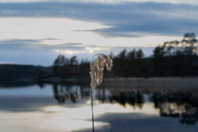 Reeds by the lake