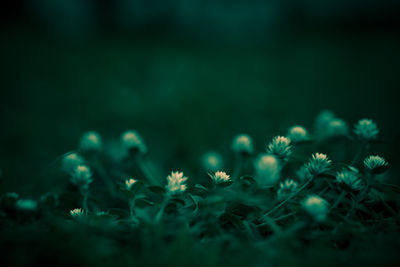 Close-up of flowering plants on field