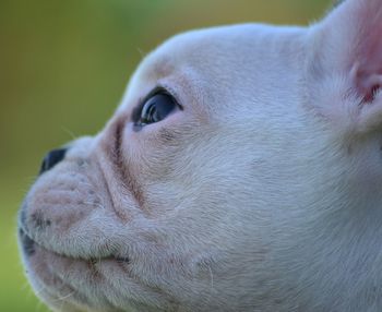 Close-up of dog looking away