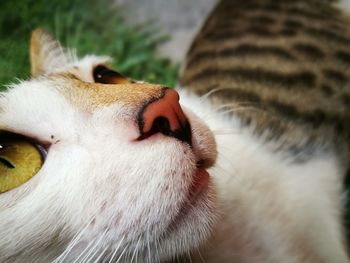 Close-up of cat