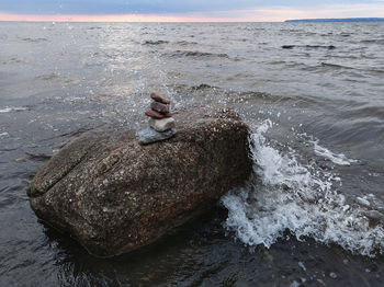 View of crab on rock in sea