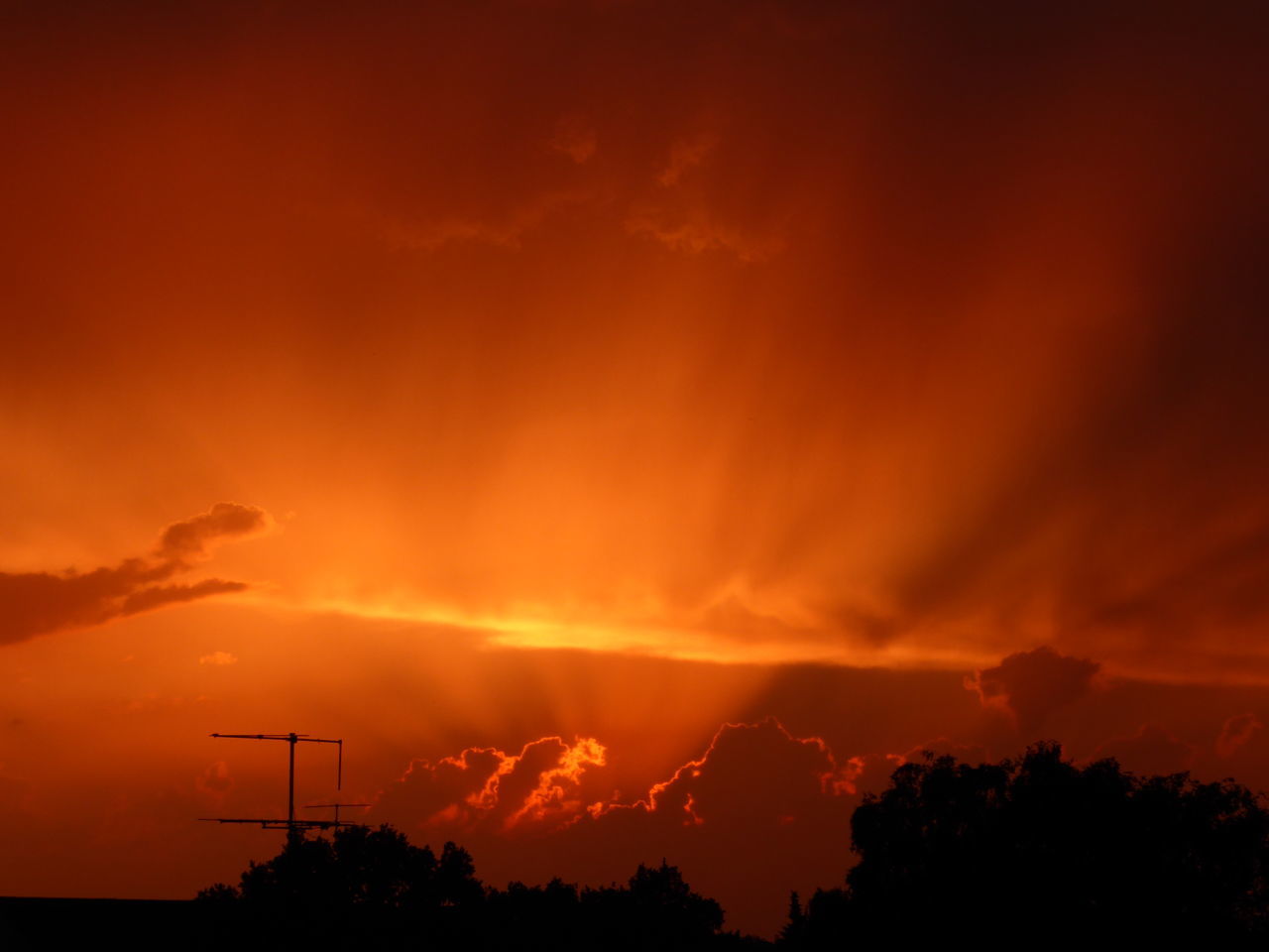 LOW ANGLE VIEW OF SILHOUETTE TREE AGAINST ORANGE SKY