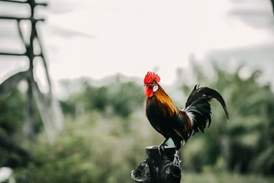 Close-up of rooster