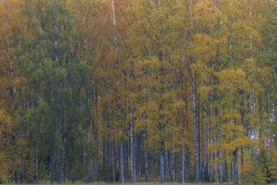 View of trees in forest during autumn