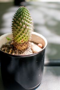 Close-up of succulent plant on table