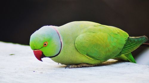 Close-up of parrot