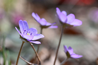 Close-up of purple crocus flowers