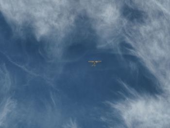 Low angle view of bird flying in sky